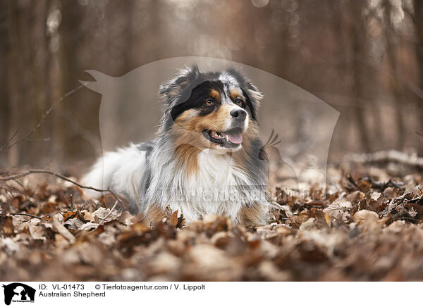 Australian Shepherd / Australian Shepherd / VL-01473