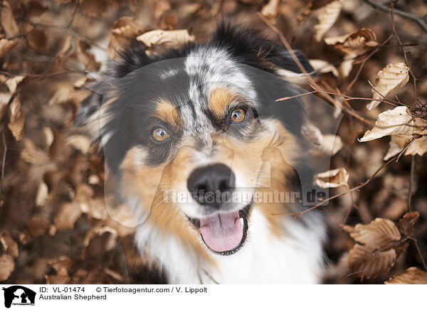 Australian Shepherd / Australian Shepherd / VL-01474