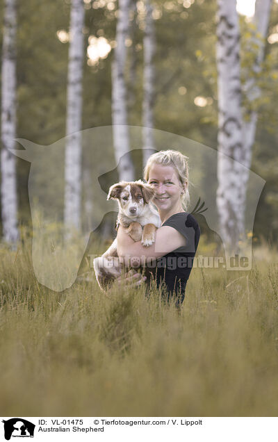 Australian Shepherd / Australian Shepherd / VL-01475