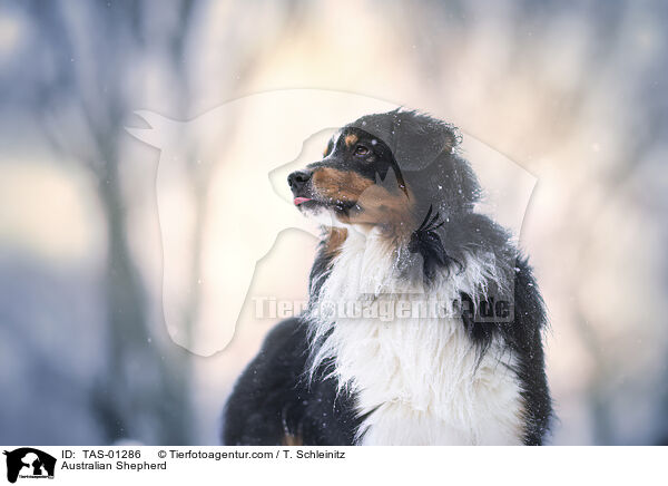 Australian Shepherd / Australian Shepherd / TAS-01286