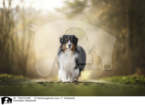 Australian Shepherd / Australian Shepherd / TAS-01290