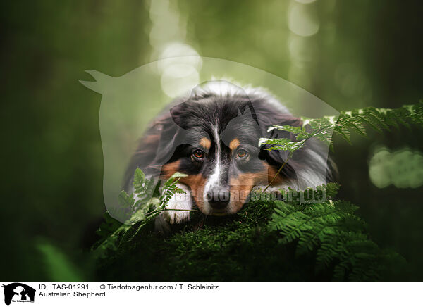 Australian Shepherd / Australian Shepherd / TAS-01291