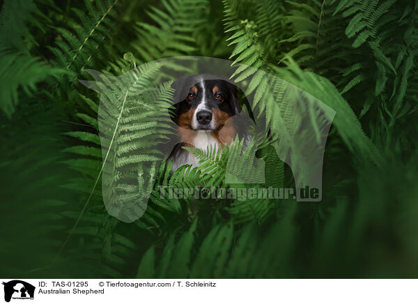 Australian Shepherd / Australian Shepherd / TAS-01295