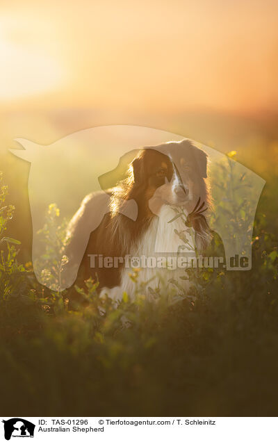 Australian Shepherd / Australian Shepherd / TAS-01296