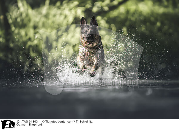 Deutscher Schferhund / German Shepherd / TAS-01303