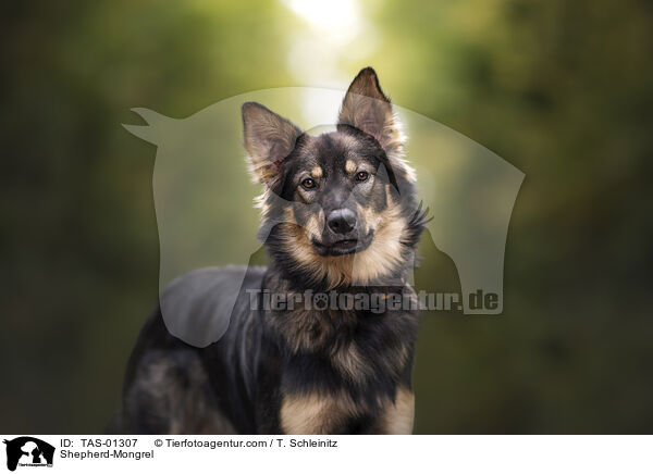 Schferhund-Mischling / Shepherd-Mongrel / TAS-01307