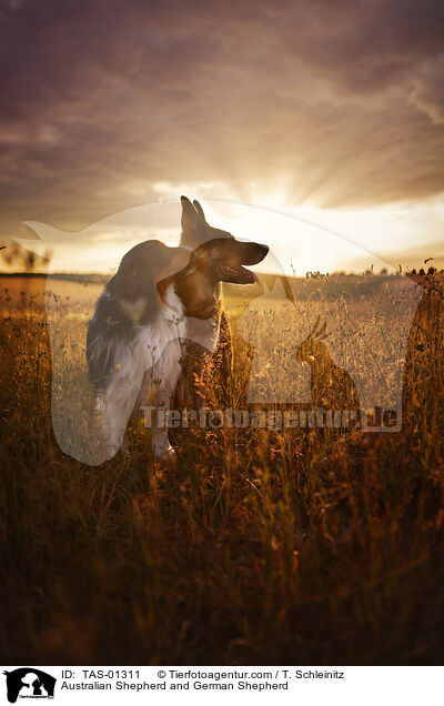 Australian Shepherd und Deutscher Schferhund / Australian Shepherd and German Shepherd / TAS-01311