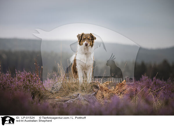 red-tri Australian Shepherd / red-tri Australian Shepherd / LP-01524