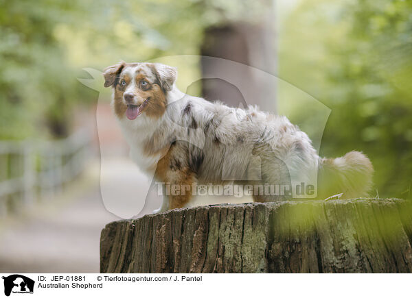 Australian Shepherd / Australian Shepherd / JEP-01881