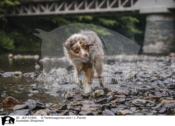 Australian Shepherd / Australian Shepherd / JEP-01892