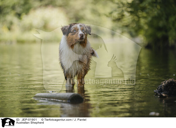 Australian Shepherd / Australian Shepherd / JEP-01901