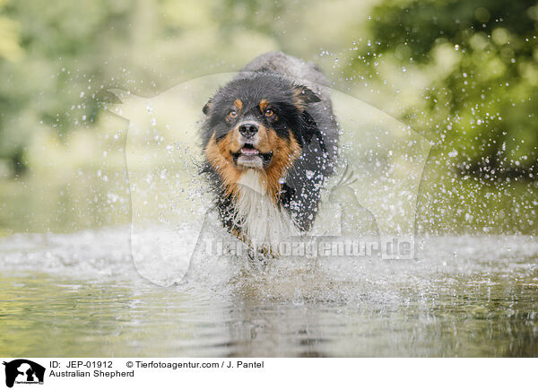 Australian Shepherd / Australian Shepherd / JEP-01912