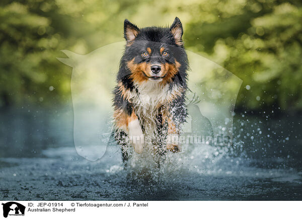 Australian Shepherd / Australian Shepherd / JEP-01914