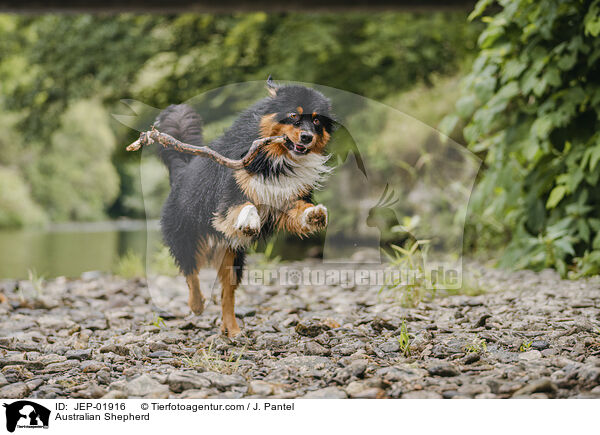 Australian Shepherd / Australian Shepherd / JEP-01916