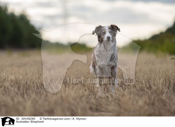 Australian Shepherd / Australian Shepherd / AH-09290