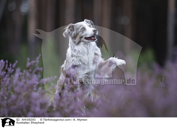 Australian Shepherd / Australian Shepherd / AH-09293