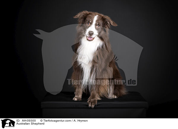 Australian Shepherd / Australian Shepherd / AH-09300