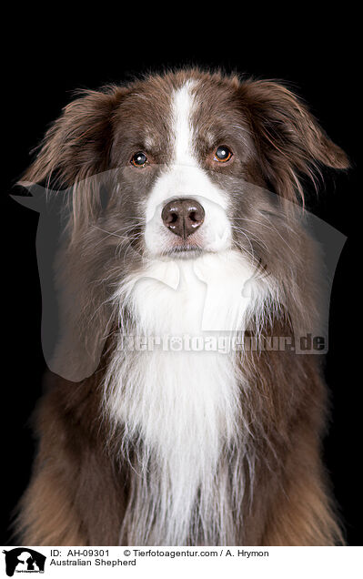 Australian Shepherd / Australian Shepherd / AH-09301