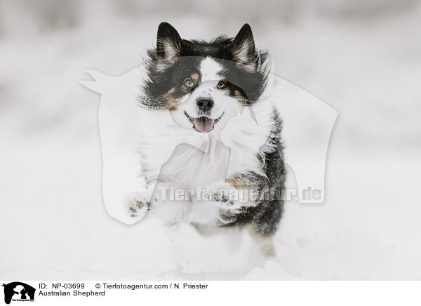 Australian Shepherd / Australian Shepherd / NP-03699
