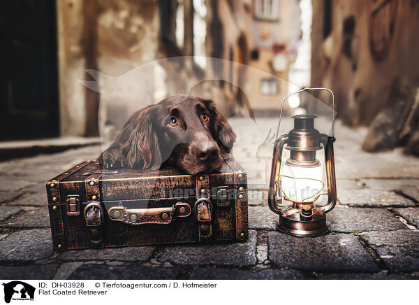 Flat Coated Retriever / Flat Coated Retriever / DH-03928