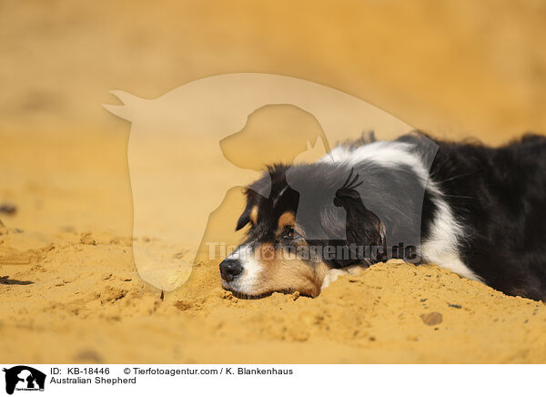 Australian Shepherd / Australian Shepherd / KB-18446
