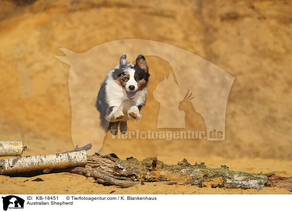 Australian Shepherd / Australian Shepherd / KB-18451