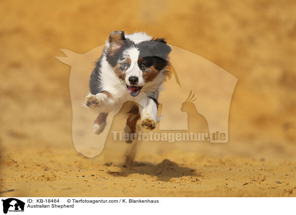 Australian Shepherd / Australian Shepherd / KB-18464