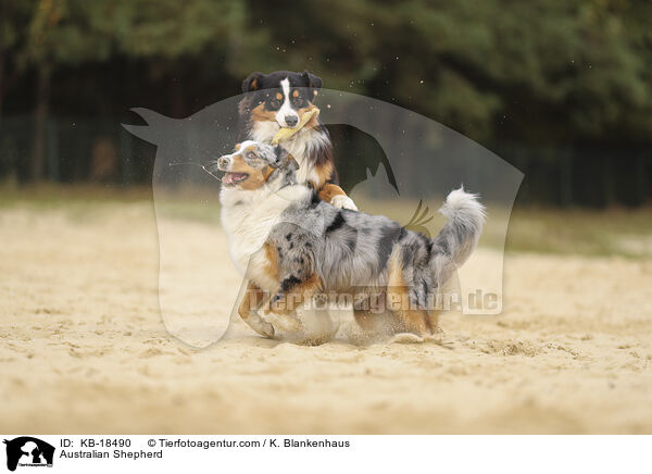 Australian Shepherd / Australian Shepherd / KB-18490