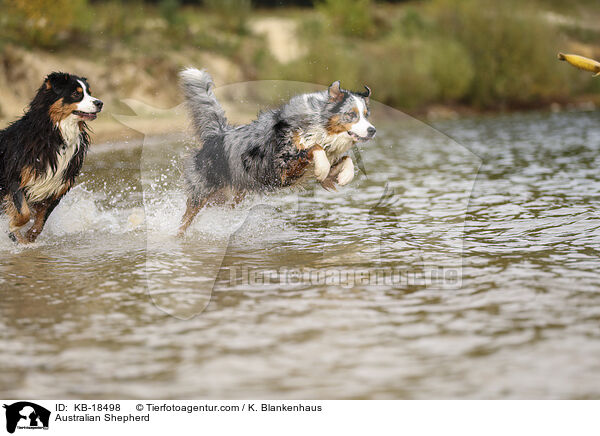 Australian Shepherd / Australian Shepherd / KB-18498