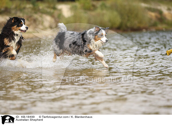 Australian Shepherd / Australian Shepherd / KB-18499