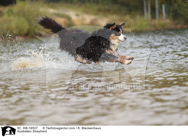 Australian Shepherd / KB-18507