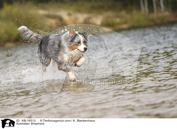 Australian Shepherd / Australian Shepherd / KB-18513