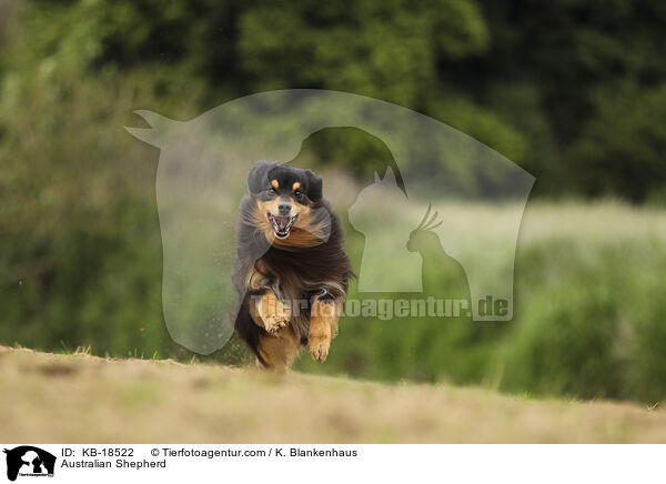 Australian Shepherd / Australian Shepherd / KB-18522