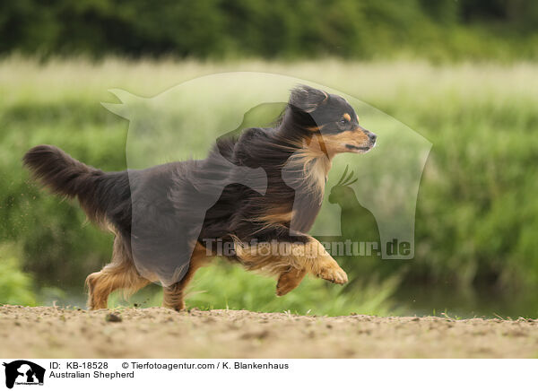Australian Shepherd / Australian Shepherd / KB-18528