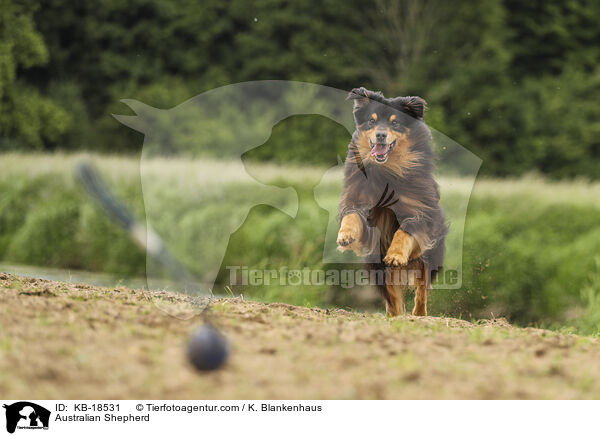 Australian Shepherd / Australian Shepherd / KB-18531
