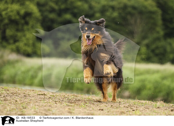 Australian Shepherd / Australian Shepherd / KB-18533