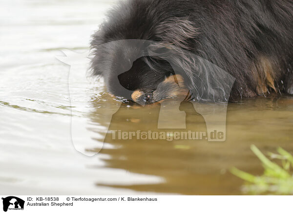 Australian Shepherd / Australian Shepherd / KB-18538
