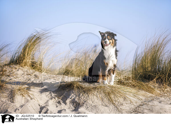Australian Shepherd / Australian Shepherd / JQ-02510