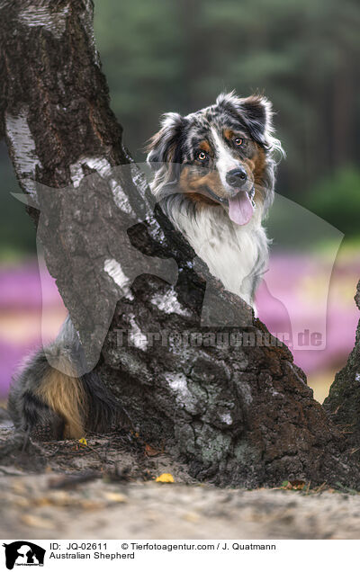 Australian Shepherd / Australian Shepherd / JQ-02611