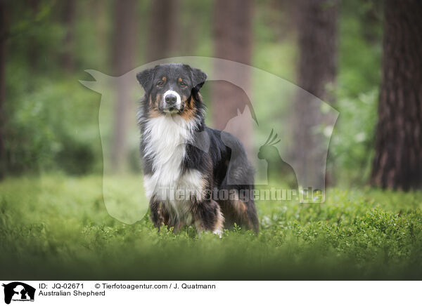Australian Shepherd / Australian Shepherd / JQ-02671