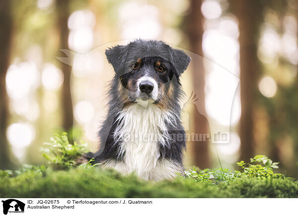 Australian Shepherd / Australian Shepherd / JQ-02675
