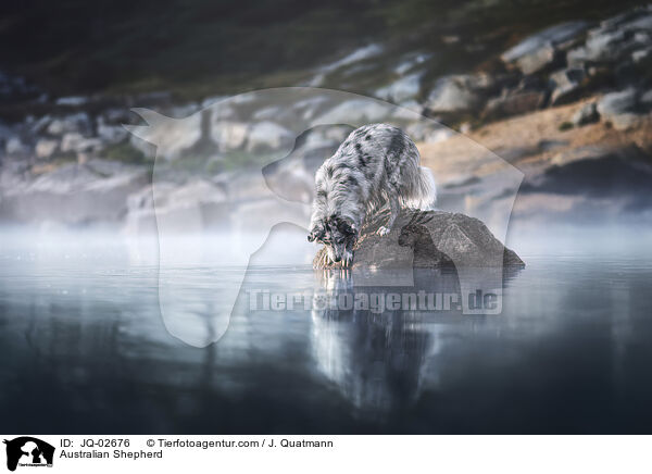 Australian Shepherd / Australian Shepherd / JQ-02676