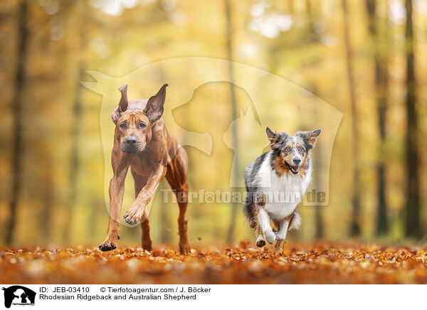 Rhodesian Ridgeback und Australian Shepherd / Rhodesian Ridgeback and Australian Shepherd / JEB-03410
