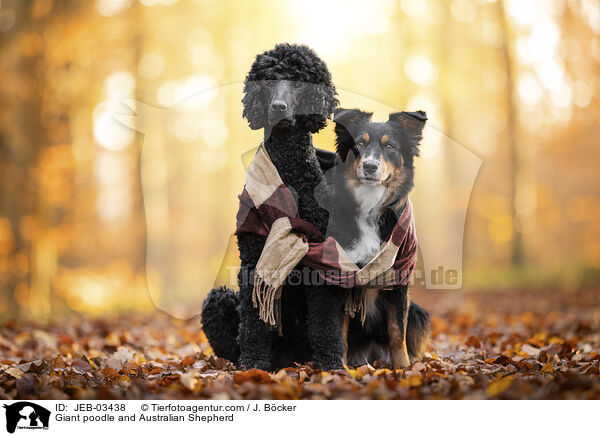 Gro�pudel und Australian Shepherd / Giant poodle and Australian Shepherd / JEB-03438