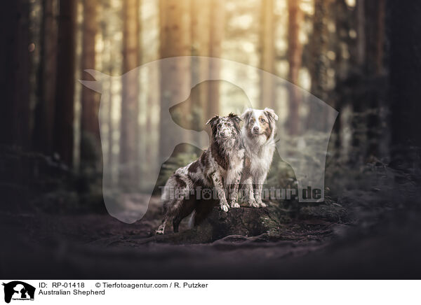 Australian Shepherd / Australian Shepherd / RP-01418