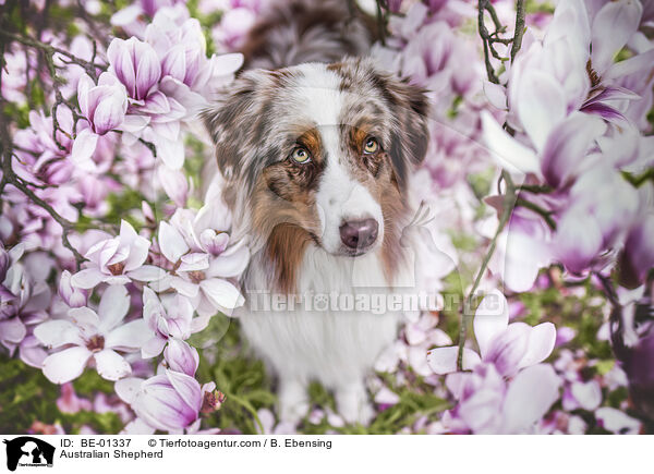 Australian Shepherd / Australian Shepherd / BE-01337