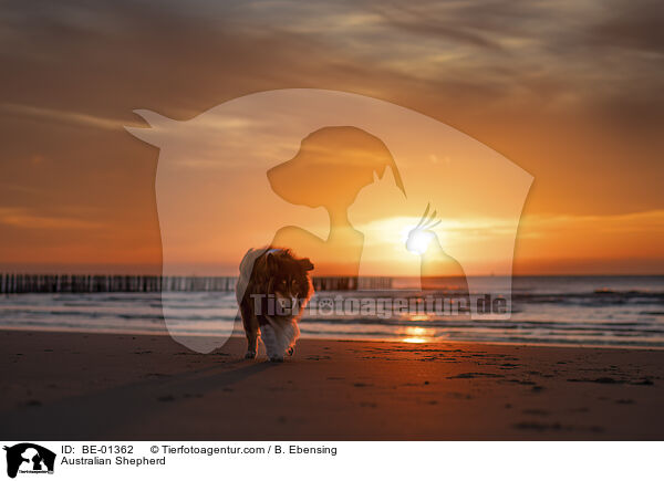 Australian Shepherd / Australian Shepherd / BE-01362