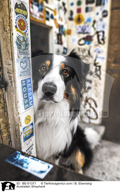 Australian Shepherd / Australian Shepherd / BE-01371