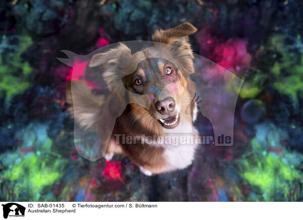 Australian Shepherd / Australian Shepherd / SAB-01435