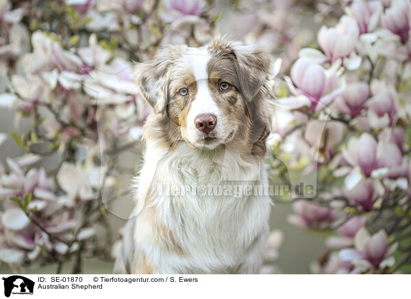 Australian Shepherd / Australian Shepherd / SE-01870